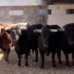 Sorteo. Badajoz, sábado 22 de junio de 2019