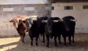 Sorteo. Badajoz, sábado 22 de junio de 2019