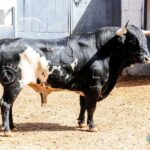 Sorteo. Madrid, domingo 23 de junio de 2019