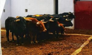 Sorteo. Alicante, domingo 23 de junio de 2019