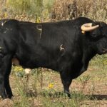 Toros de Rocío de la Cámara para Teruel