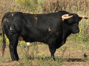 Toros de Rocío de la Cámara para Teruel