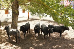 Los toros de Victorino Martín para Burgos. Domingo 30 de junio de 2019