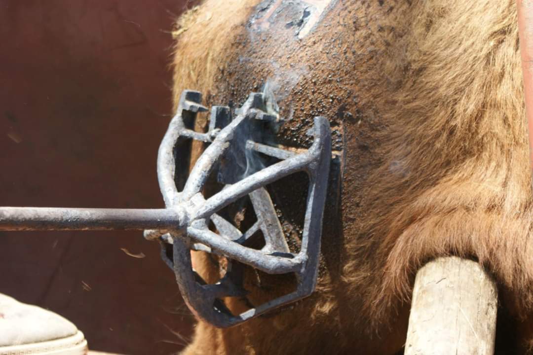 Fallece el ganadero Antonio Borrego García