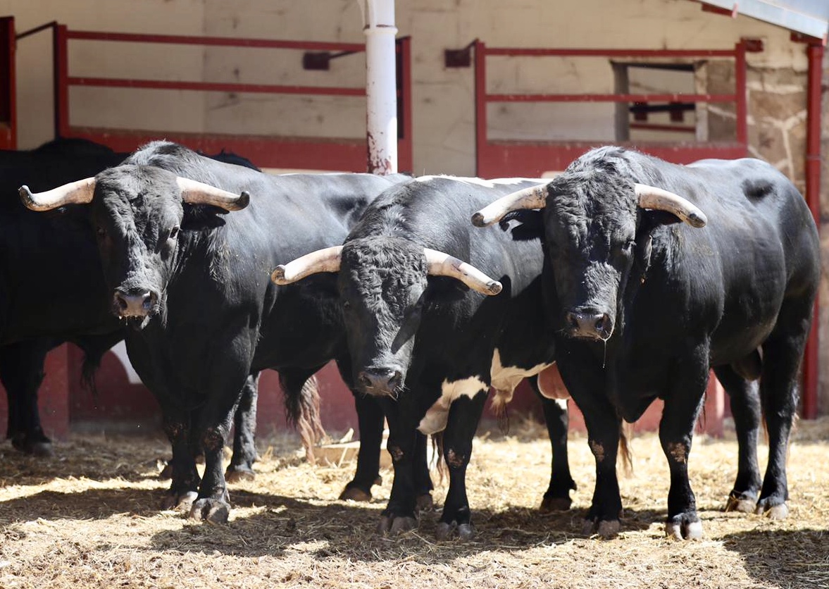 Sorteados los toros de rejones de esta tarde en Soria