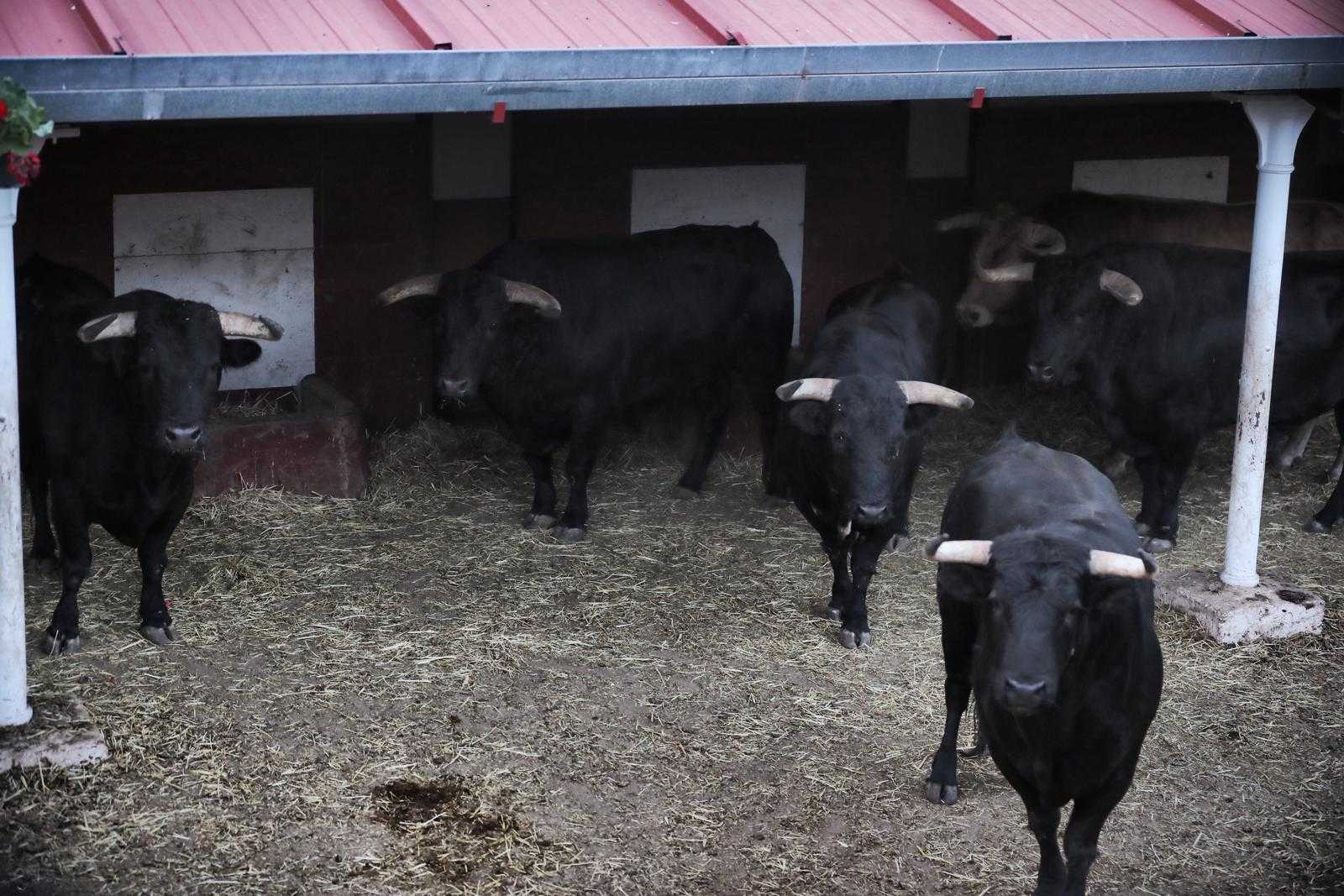 Los toros de Salvador Domecq para Soria, ya en corrales