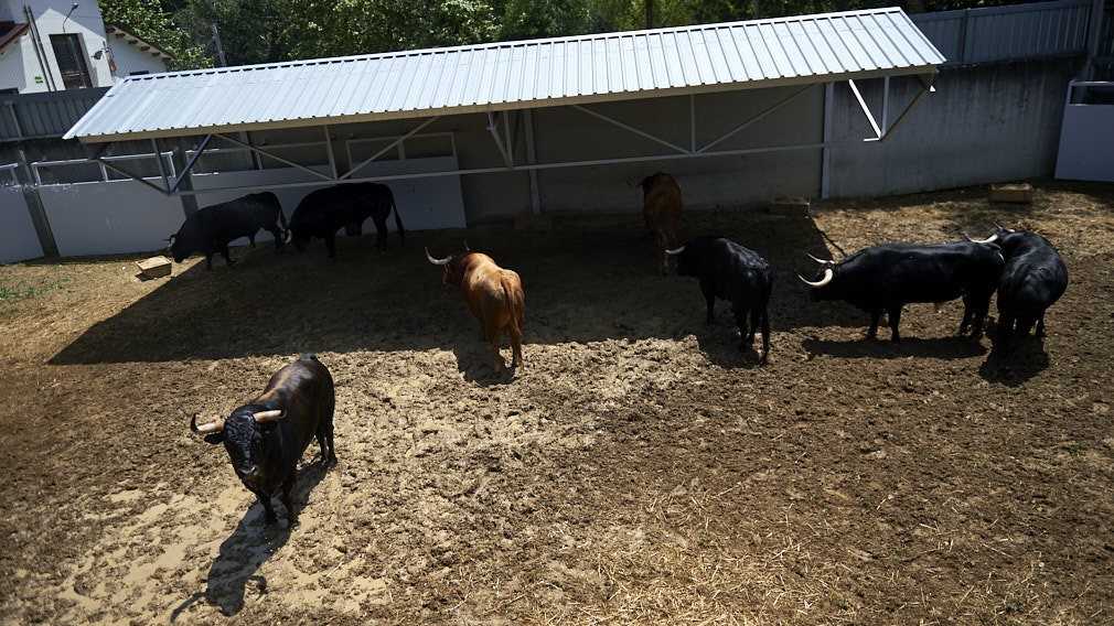 Los toros de Puerto de San Lorenzo, primeros "inquilinos" del Gas