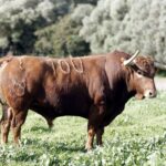 Feria de San Fermín 2019. Toros de Núñez del Cuvillo