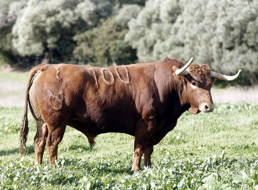 Feria de San Fermín 2019. Toros de Núñez del Cuvillo