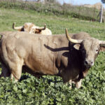 Feria de San Fermín 2019. Toros de Núñez del Cuvillo