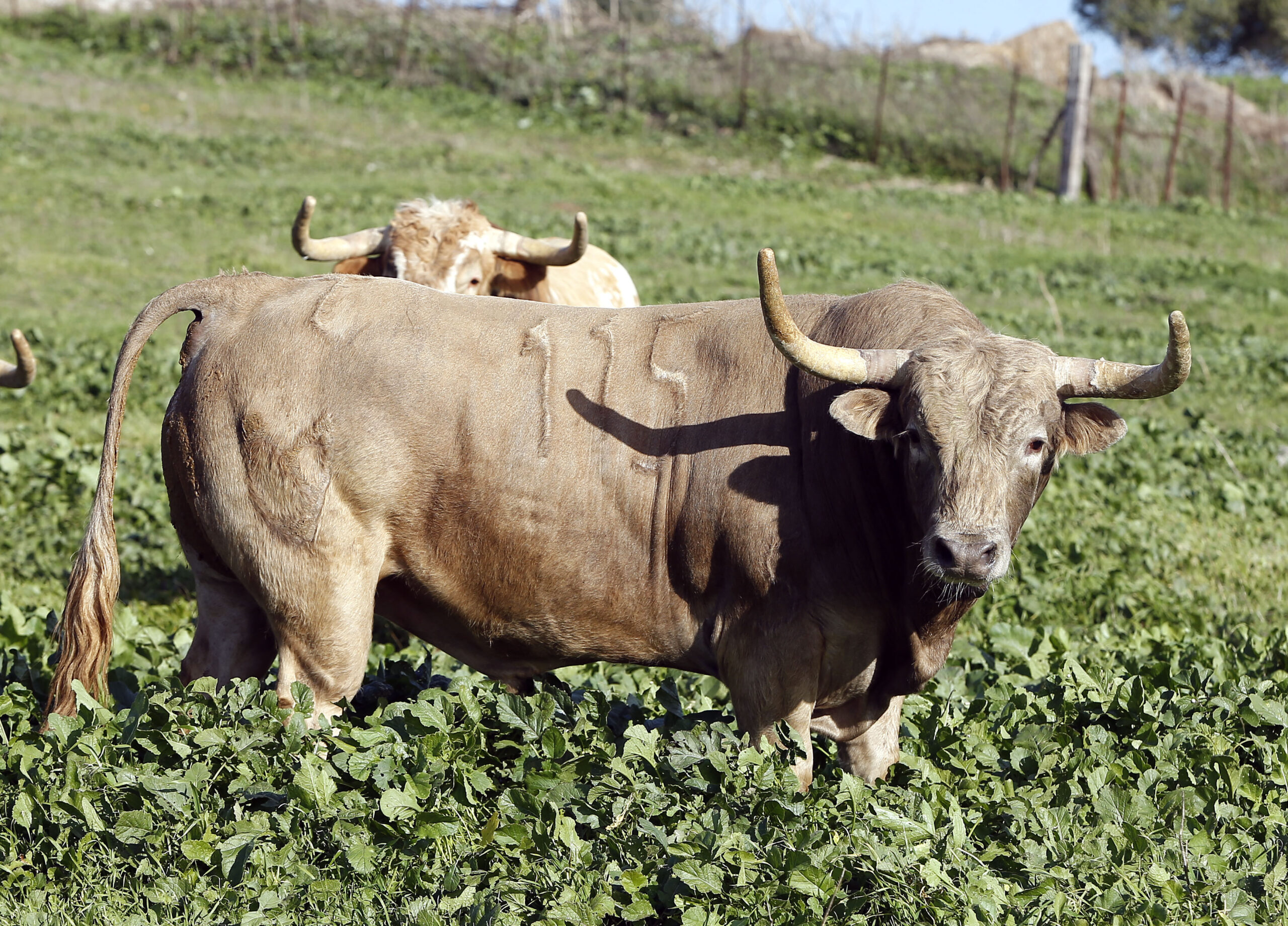 Feria de San Fermín 2019. Toros de Núñez del Cuvillo