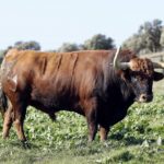 Feria de San Fermín 2019. Toros de Núñez del Cuvillo