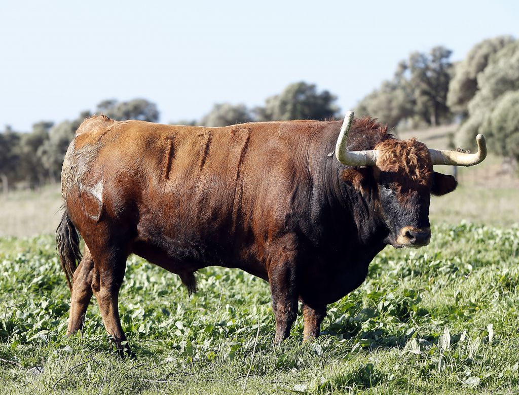 Feria de San Fermín 2019. Toros de Núñez del Cuvillo