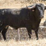 Toros de Adolfo Martín para Íscar. 4 de agosto de 2019.