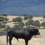Feria de San Fermín 2019. Toros de Victoriano del Río