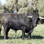 Feria de San Fermín 2019. Toros de Núñez del Cuvillo
