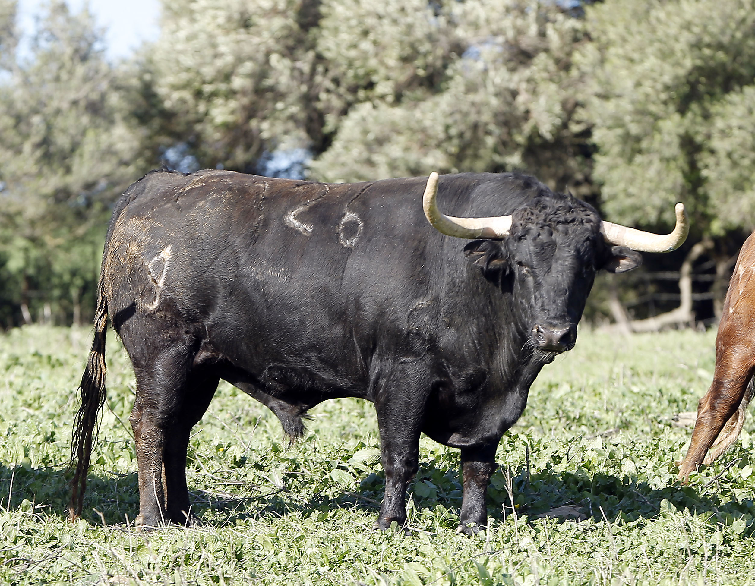 Feria de San Fermín 2019. Toros de Núñez del Cuvillo