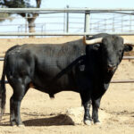 Feria de San Fermín 2019. Toros de Jandilla y Vegahermosa