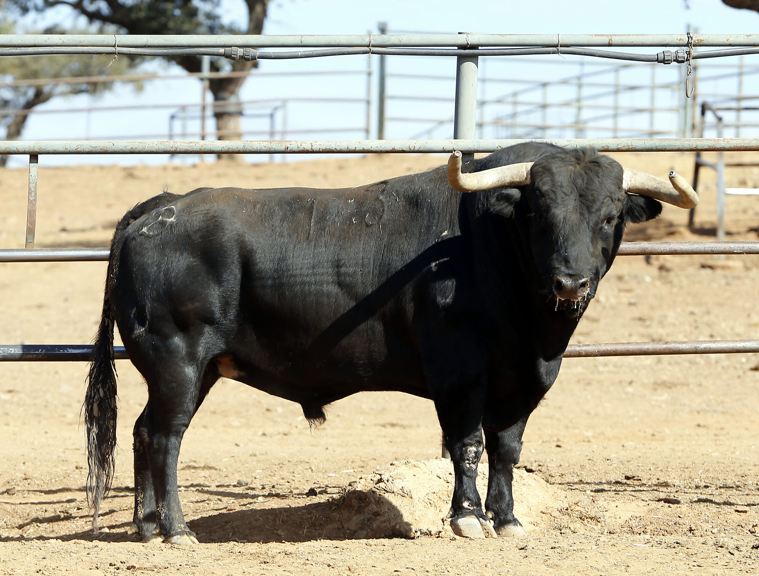 Feria de San Fermín 2019. Toros de Jandilla y Vegahermosa