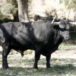 Feria de San Fermín 2019. Toros de Núñez del Cuvillo