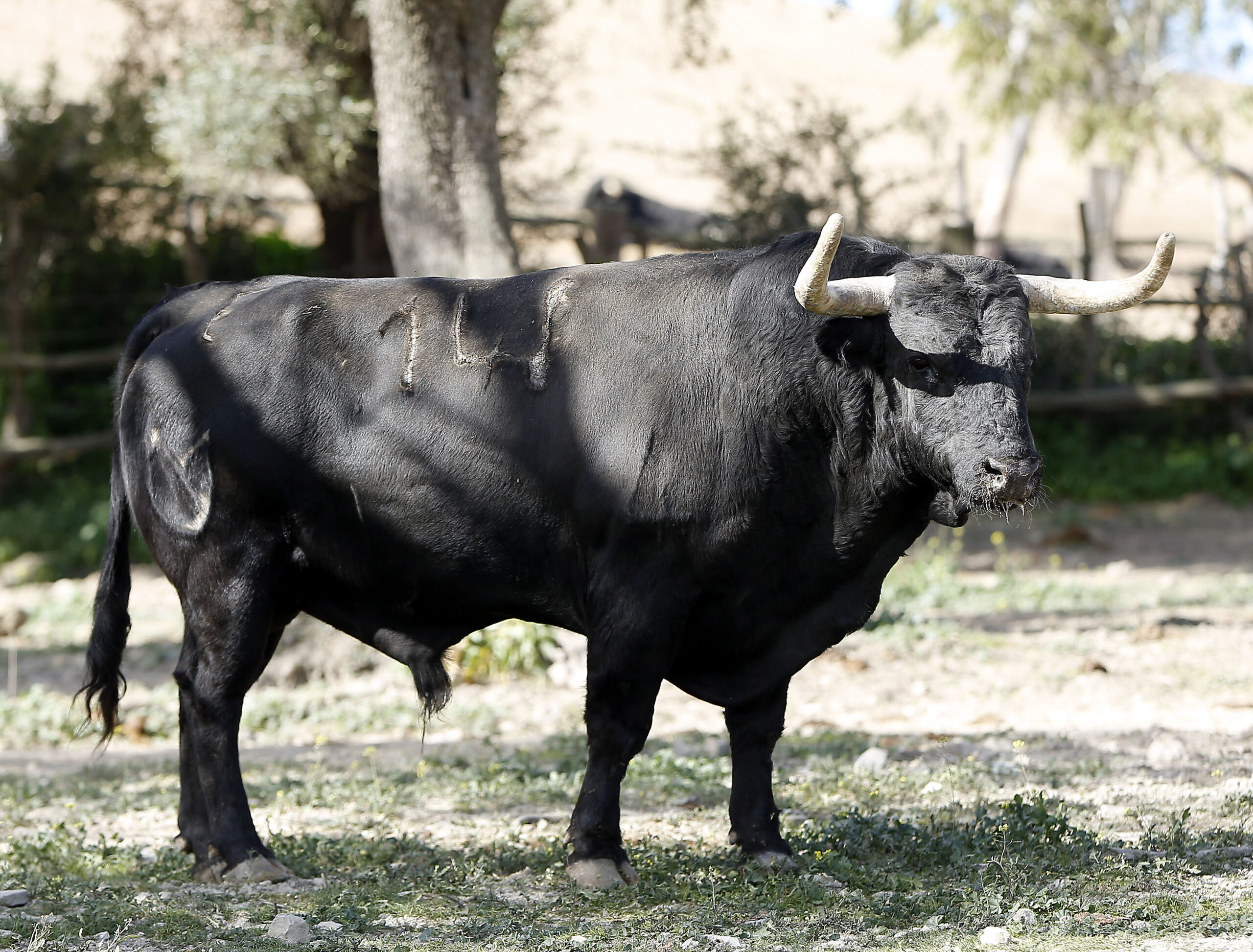 Feria de San Fermín 2019. Toros de Núñez del Cuvillo