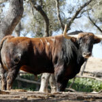 Feria de San Fermín 2019. Toros de Núñez del Cuvillo