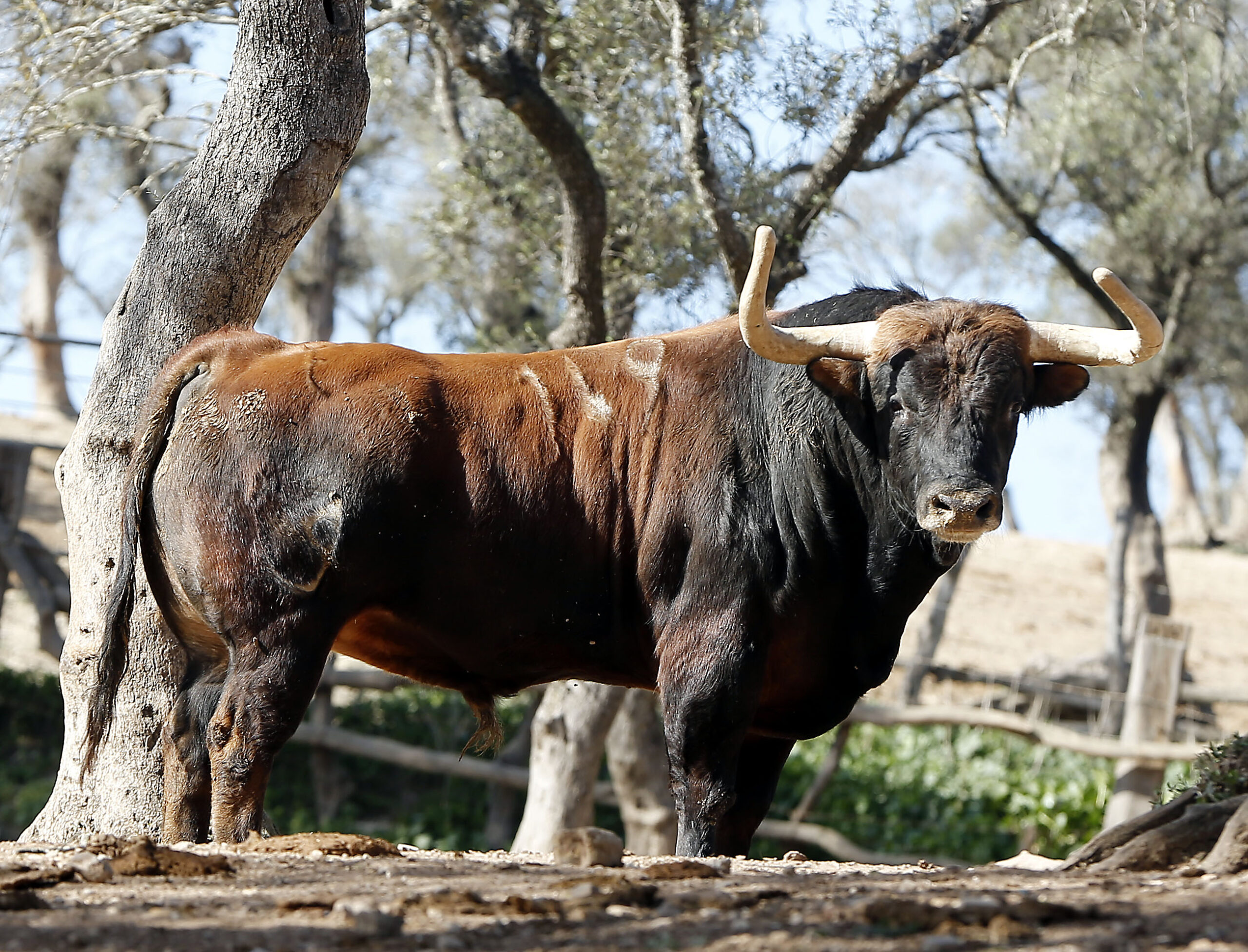 Feria de San Fermín 2019. Toros de Núñez del Cuvillo