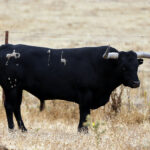 Feria de San Fermín 2019. Toros de Miura
