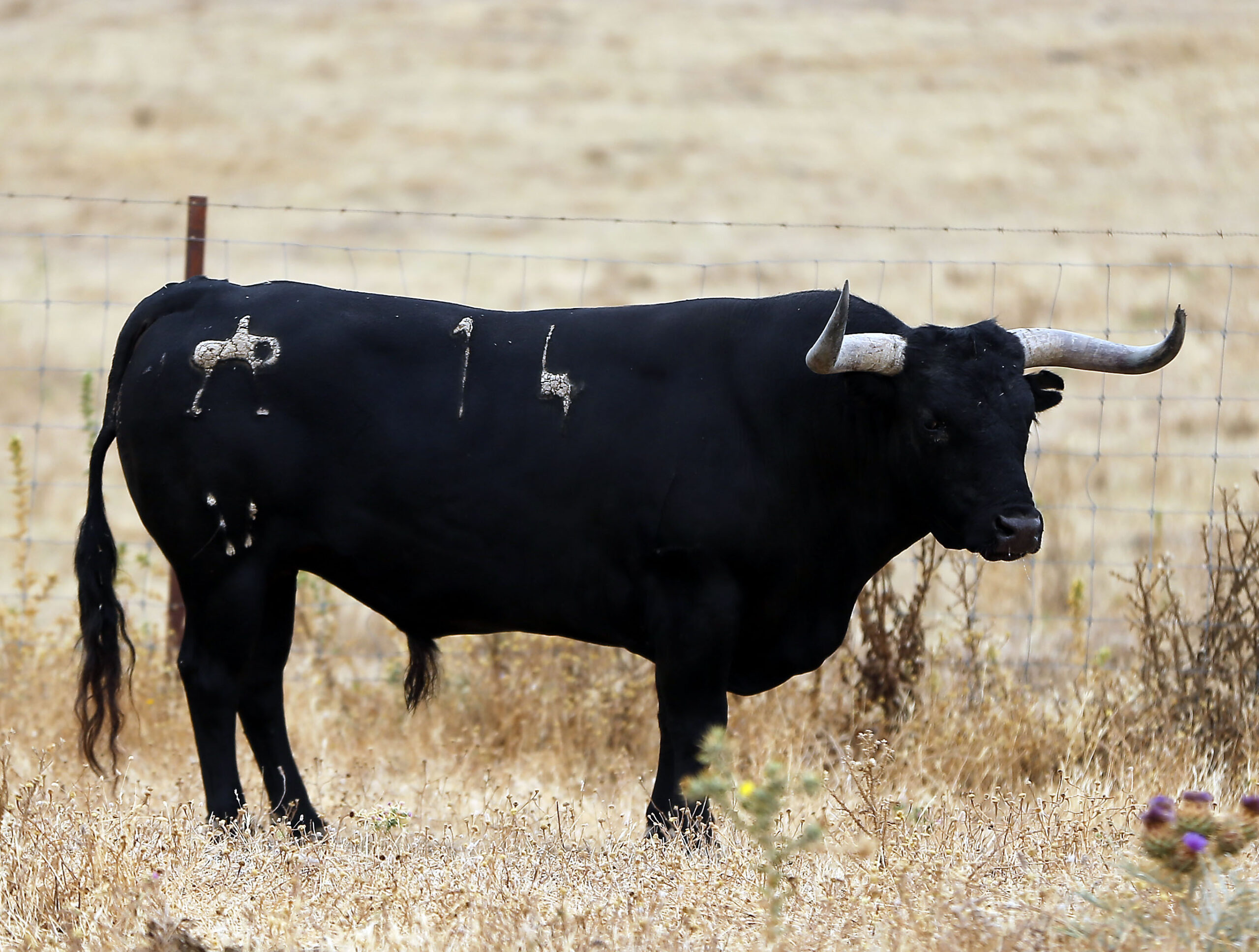 Feria de San Fermín 2019. Toros de Miura
