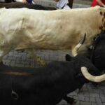 Pamplona, sábado 13 de julio de 2019. Encierro con toros de La Palmosilla