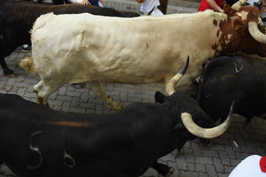 Pamplona, sábado 13 de julio de 2019. Encierro con toros de La Palmosilla