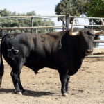Feria de San Fermín 2019. Toros de Jandilla y Vegahermosa