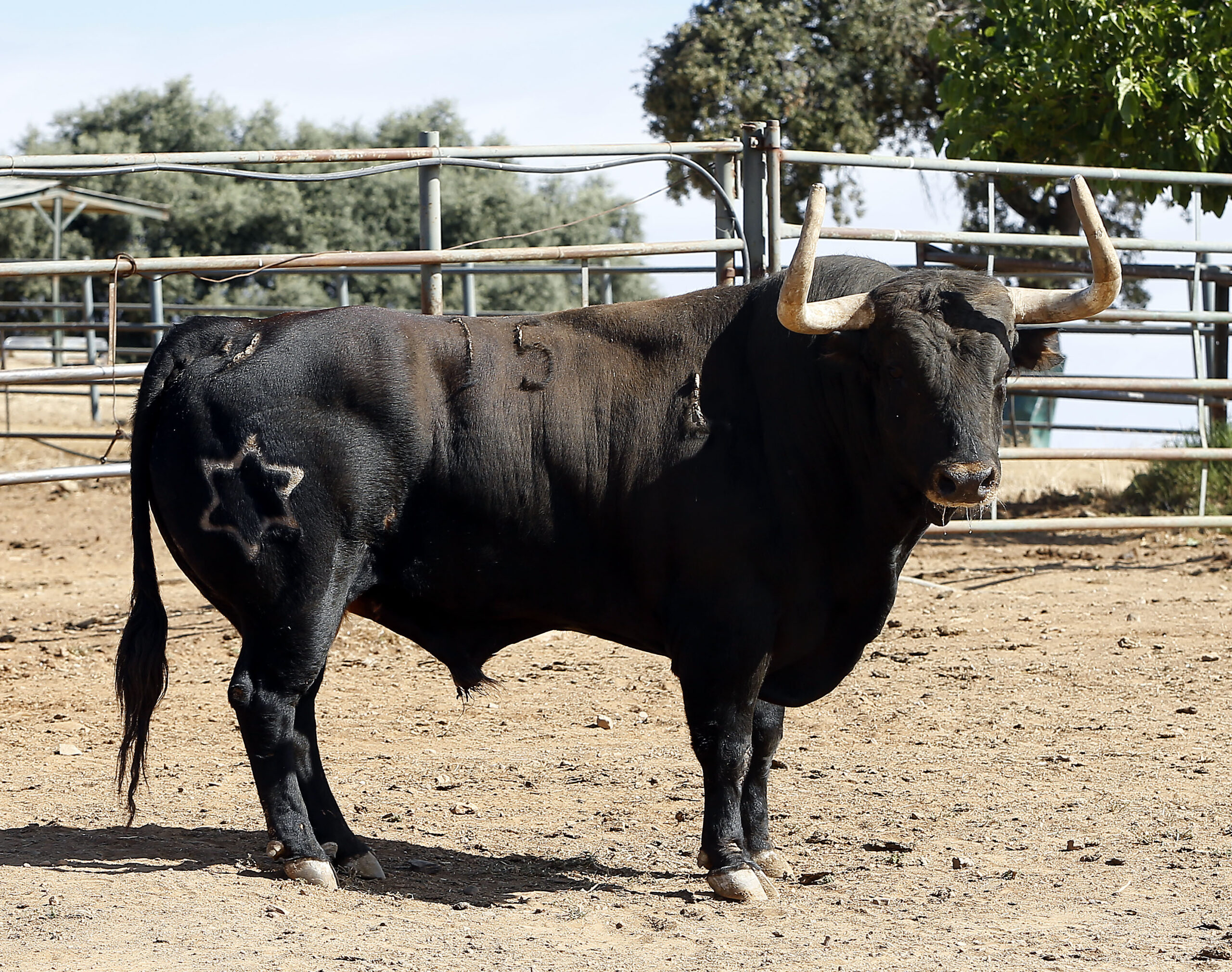 Feria de San Fermín 2019. Toros de Jandilla y Vegahermosa