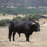 Feria de San Fermín 2019. Toros de Victoriano del Río