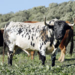 Feria de San Fermín 2019. Toros de Núñez del Cuvillo