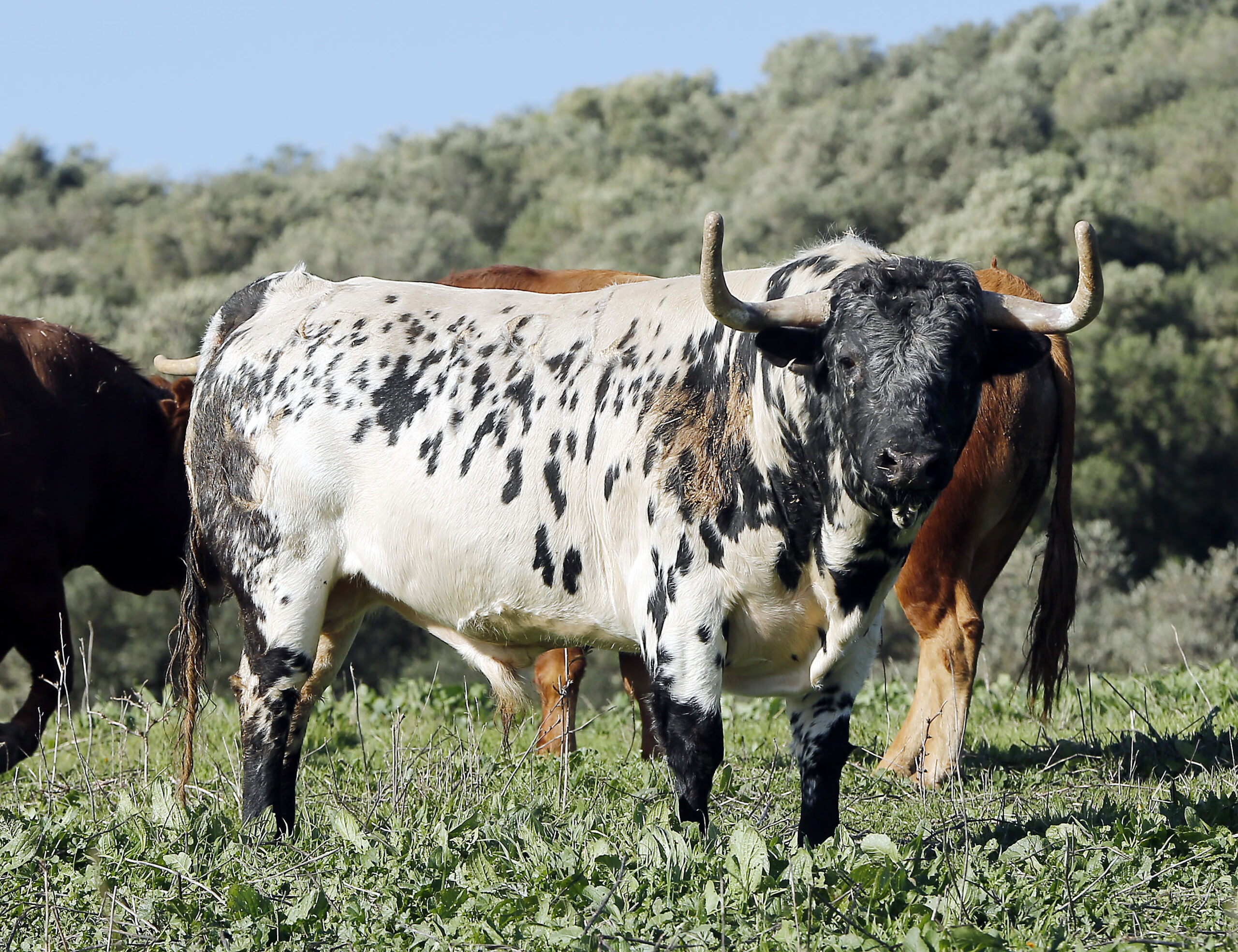 Feria de San Fermín 2019. Toros de Núñez del Cuvillo