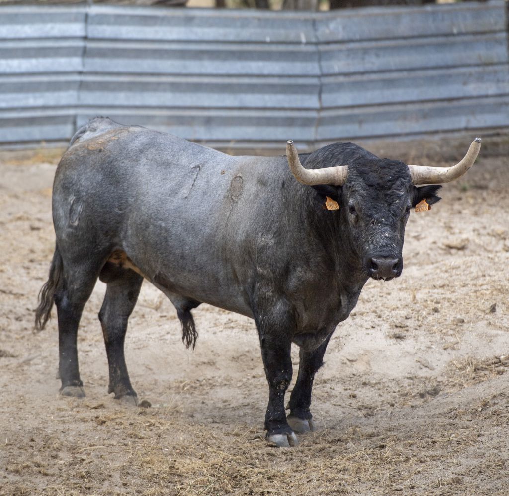 Toros de Adolfo Martín para Íscar. 4 de agosto de 2019.