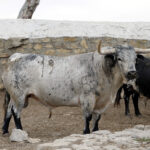 Feria de San Fermín 2019. Toros de Cebada Gago