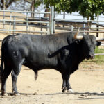 Feria de San Fermín 2019. Toros de Jandilla y Vegahermosa