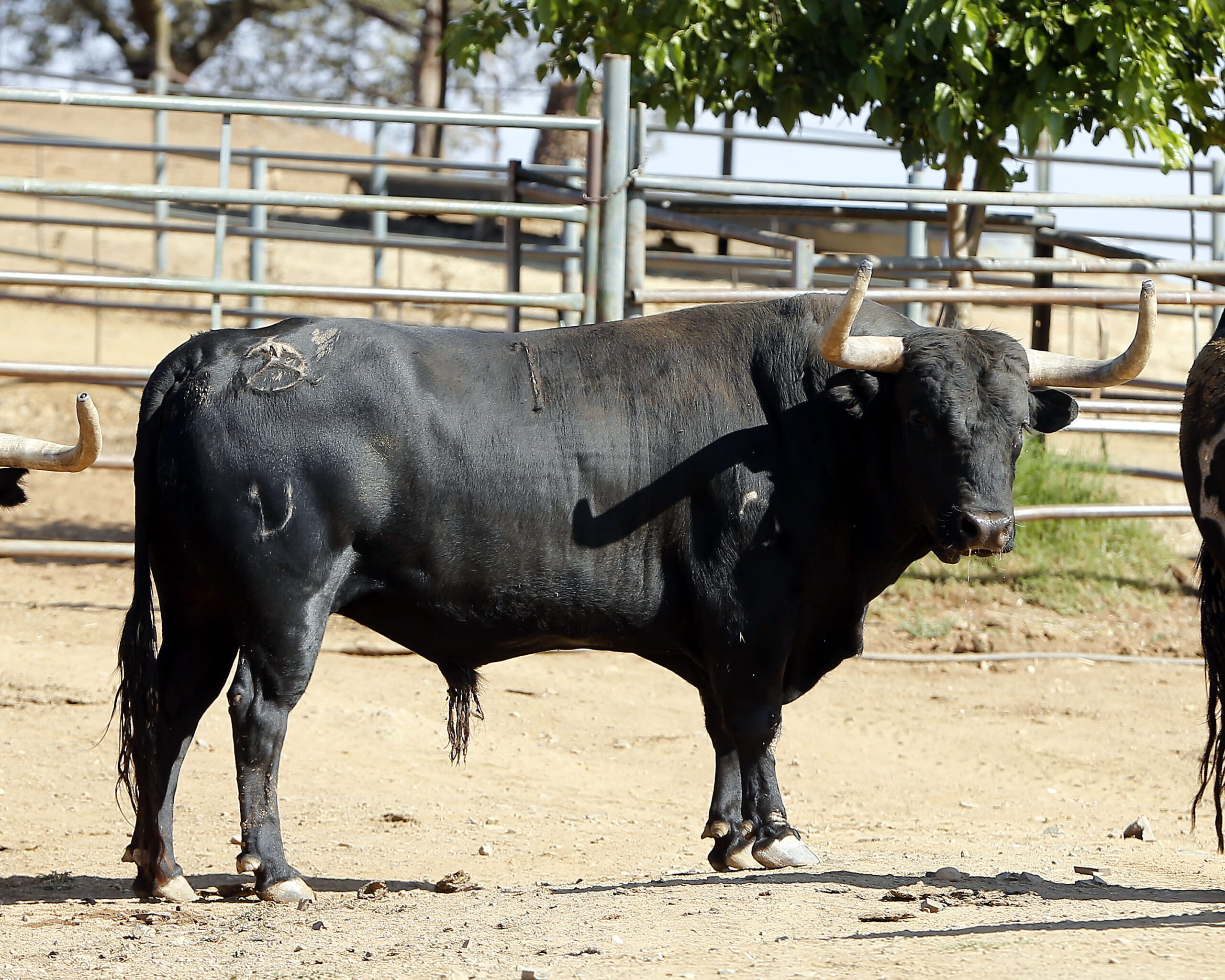 Feria de San Fermín 2019. Toros de Jandilla y Vegahermosa