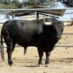 Feria de San Fermín 2019. Toros de Jandilla y Vegahermosa