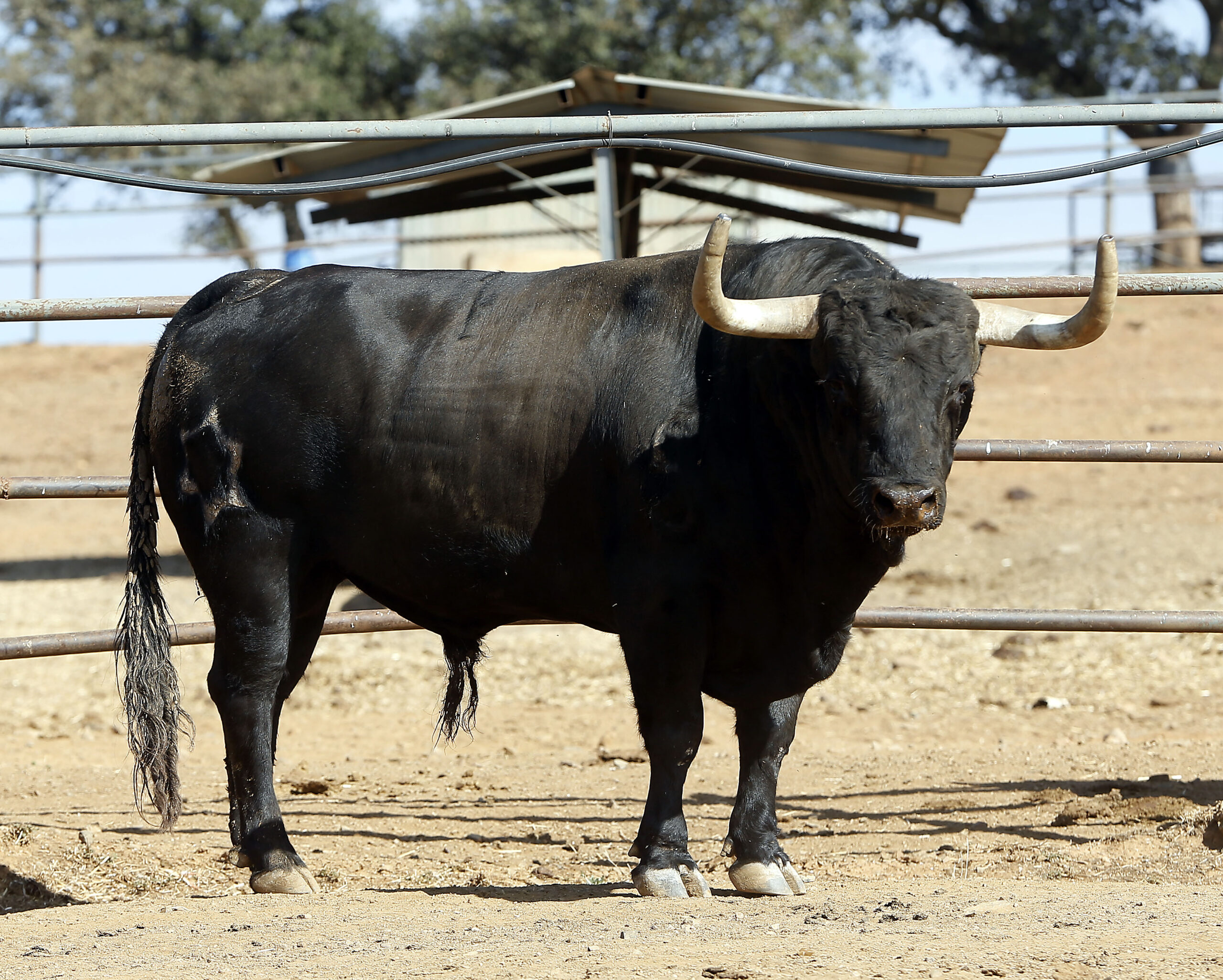 Feria de San Fermín 2019. Toros de Jandilla y Vegahermosa