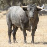 Toros de Adolfo Martín para Íscar. 4 de agosto de 2019.