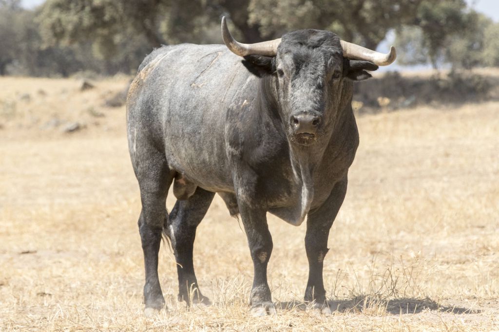 Toros de Adolfo Martín para Íscar. 4 de agosto de 2019.