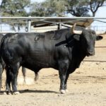 Feria de San Fermín 2019. Toros de Jandilla y Vegahermosa