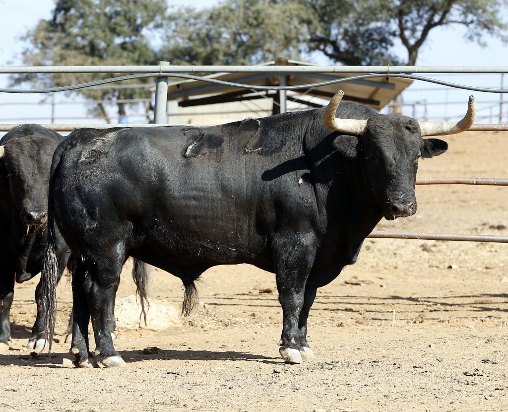 Feria de San Fermín 2019. Toros de Jandilla y Vegahermosa