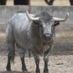 Feria de San Fermín 2019. Toros de José Escolar