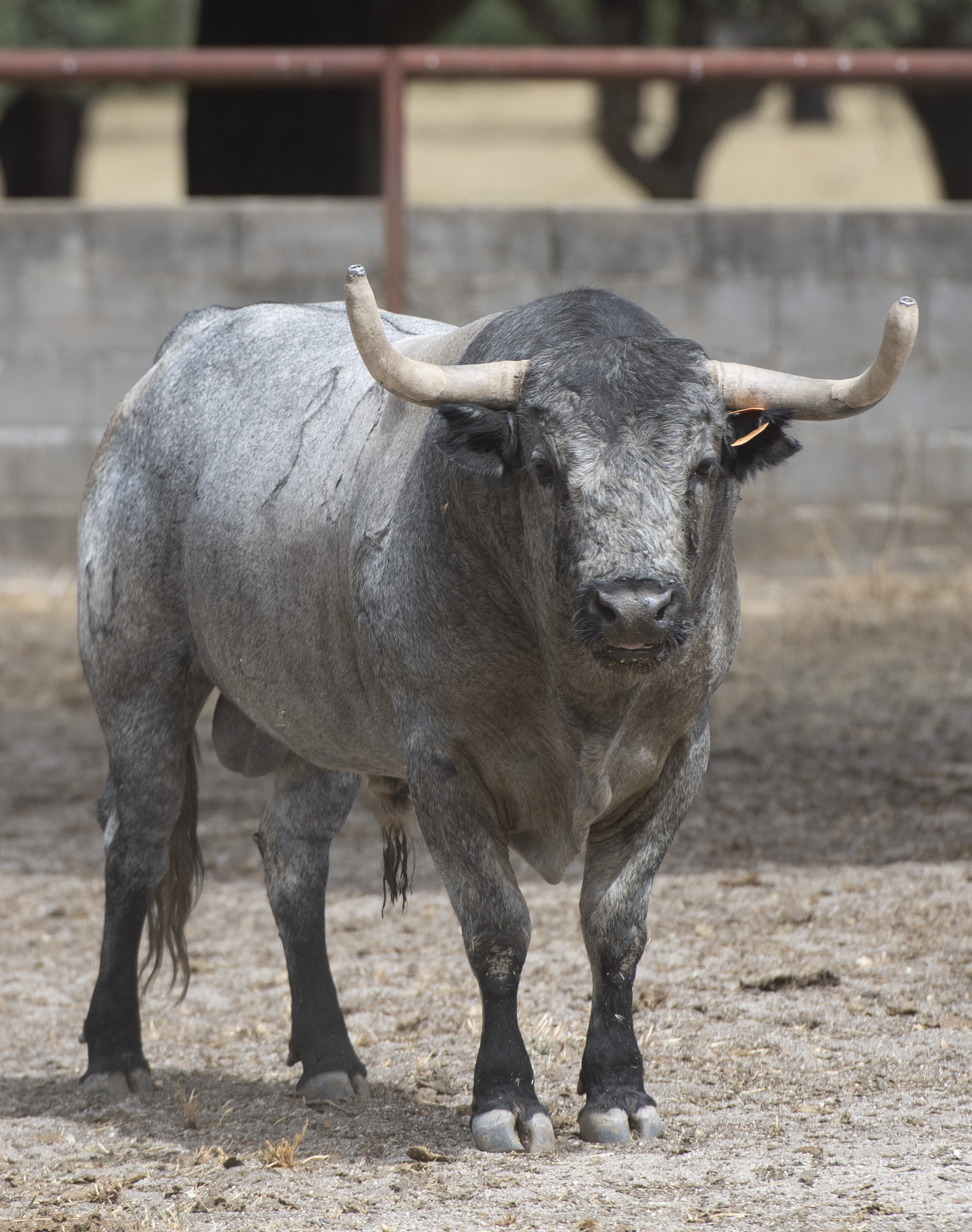 Feria de San Fermín 2019. Toros de José Escolar