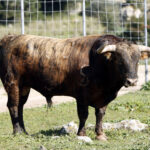 Feria de San Fermín 2019. Toros de La Palmosilla
