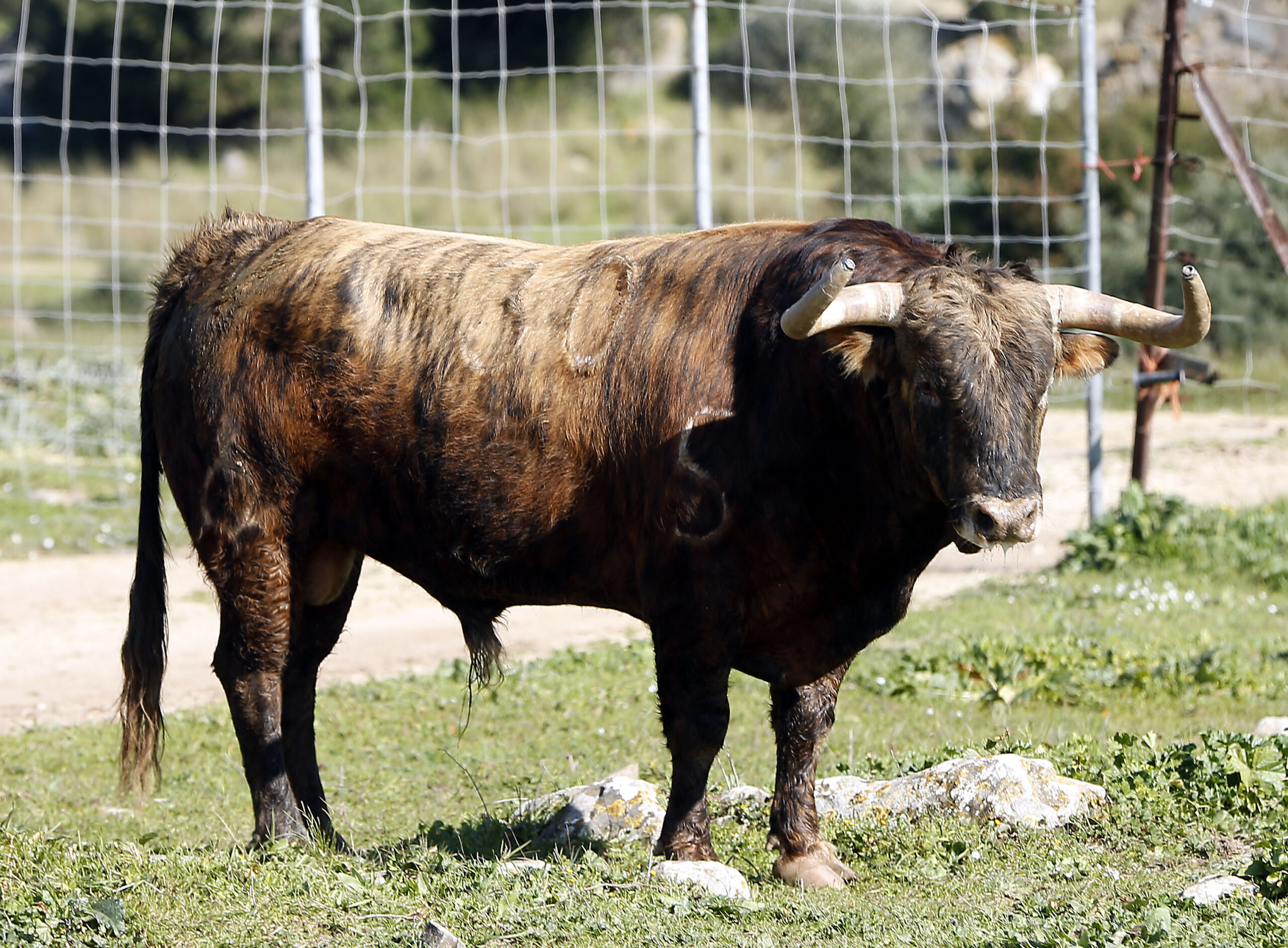 Feria de San Fermín 2019. Toros de La Palmosilla